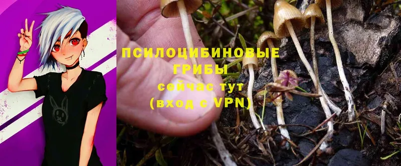 OMG сайт  Боготол  Галлюциногенные грибы Magic Shrooms 